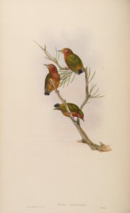 Sasia abnormis - John Gould